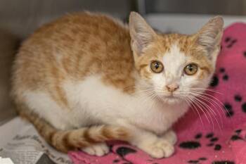 A1270359 -  Domestic Short Hair Cat for Adoption in Charlotte, North Carolina - A1270359 | PetCurious