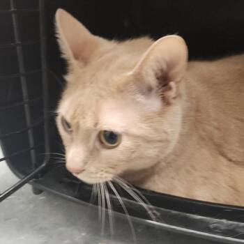 Chewy -  Domestic Short Hair Cat for Adoption in Tampa, Florida - Chewy | PetCurious