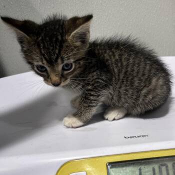 Elvis -  Domestic Short Hair Cat for Adoption in Tampa, Florida - Elvis | PetCurious