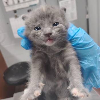 Domestic Short Hair Cats Available for Adoption in Summerville, South Carolina - Fira | PetCurious