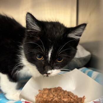 Domestic Short Hair Cats Available for Adoption in Birmingham, Alabama - Sassafras | PetCurious