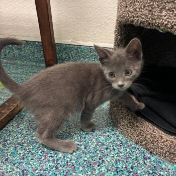 Grouper -  Domestic Short Hair Cat for Adoption in Long Beach, California - Grouper | PetCurious