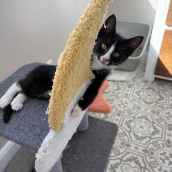 Mason -  Domestic Short Hair and Tuxedo Cat for Adoption in East Amherst, New York - Mason | PetCurious