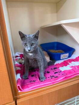 Smokey -  Abyssinian Cat for Adoption in Sebastian, Florida - Smokey | PetCurious