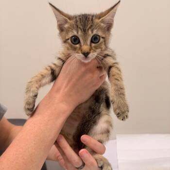 Baby Bella -  Domestic Short Hair Cat for Adoption in Chattanooga, Tennessee - Baby Bella | PetCurious