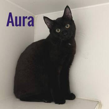 Aura -  Domestic Short Hair Cat for Adoption in Pleasantville, New Jersey - Aura | PetCurious