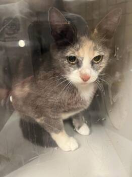 Domestic Short Hair Cats Available for Adoption in Greenfield, Indiana - Ms.Bellum | PetCurious