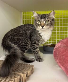 Tyrin -  Domestic Long Hair Cat for Adoption in Fort Lupton, Colorado - Tyrin | PetCurious