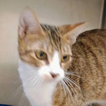 Reba-Jo -  Domestic Short Hair Cat for Adoption in Palestine, Texas - Reba-Jo | PetCurious