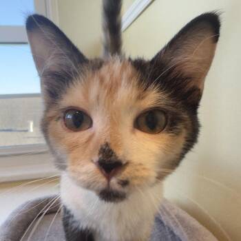 Lyla -  Domestic Short Hair Cat for Adoption in Saint Charles, Missouri - Lyla | PetCurious