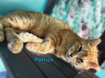 Rescue Domestic Short Hair Cats for Adoption in Jim Thorpe, Pennsylvania - Patrick | PetCurious
