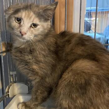 Domestic Medium Hair Cats Available for Adoption in Marion, Illinois - Teddi Le Bear | PetCurious