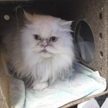 Persian Cats Available for Adoption - Yuki | PetCurious