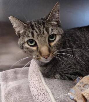 Rescue Domestic Short Hair Cats for Adoption in Memphis, Tennessee - Little | PetCurious