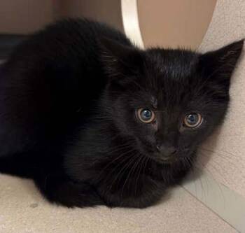 Domestic Short Hair Cats Available for Adoption in Bowling Green, Kentucky - Bat Woman | PetCurious