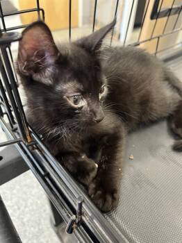 A136998 -  Domestic Short Hair Cat for Adoption in Palmetto, Florida - A136998 | PetCurious