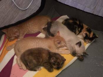 Rumba -  Domestic Short Hair and Siamese Cat for Adoption in Austin, Texas - Rumba | PetCurious