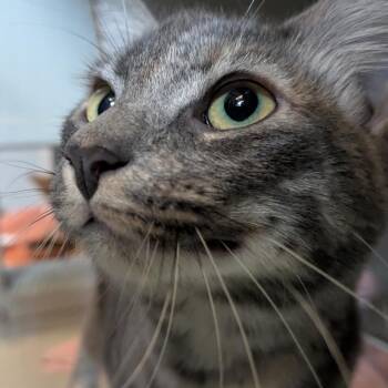 Trick Purr Treat -  Domestic Short Hair Cat for Adoption in Chicago, Illinois - Trick Purr Treat | PetCurious