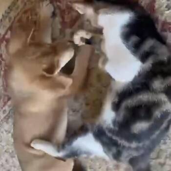 Puppy & Cat bonded pair -  Domestic Short Hair Cat for Adoption in Brampton, Ontario - Puppy & Cat Bonded Pair | PetCurious