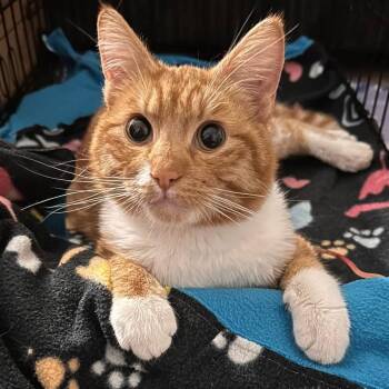 Domestic Short Hair Cats Available for Adoption in Nampa, Idaho - Salmon | PetCurious