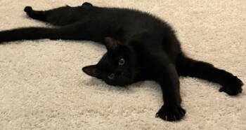 Rescue Domestic Short Hair Cats for Adoption in Hazlet, New Jersey - Latte | PetCurious