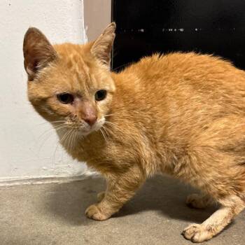 Mister Been Through It -  Domestic Short Hair Cat for Adoption in York, Pennsylvania - Mister Been Through It | PetCurious