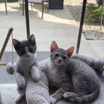 Domestic Short Hair Cats Available for Adoption in Greenfield, Indiana - Fiona | PetCurious