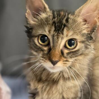 Porsche -  Domestic Medium Hair Cat for Adoption in Newark, New Jersey - Porsche | PetCurious