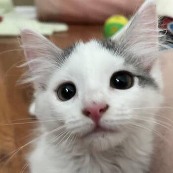 Lada -  Domestic Short Hair Cat for Adoption in Wilmington, Delaware - Lada | PetCurious