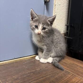Stray - Hurdle Mills Rd 2 -  Domestic Short Hair Cat for Adoption in Roxboro, North Carolina - Stray - Hurdle Mills Rd 2 | PetCurious