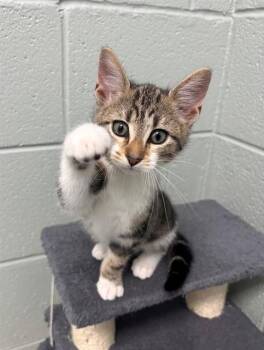 WEEST -  Domestic Short Hair Cat for Adoption in Geneva, Illinois - WEEST | PetCurious
