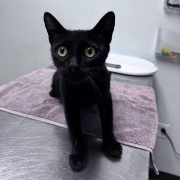 Boo -  Domestic Short Hair Cat for Adoption in Riverside, California - Boo | PetCurious