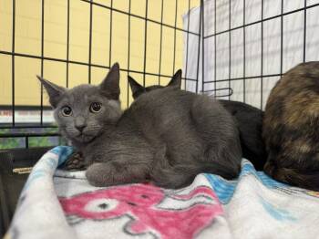 Festivity -  Domestic Short Hair Cat for Adoption in Oviedo, Florida - Festivity | PetCurious