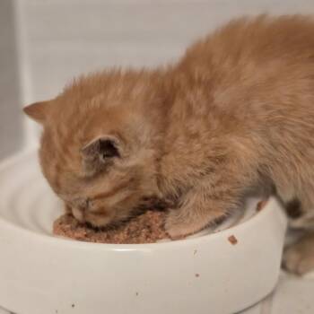 Domestic Short Hair Cats Available for Adoption in New York, New York - Aster | PetCurious