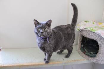 Domestic Short Hair Cats Available for Adoption - Porsche | PetCurious