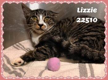 LIZZIE -  Domestic Short Hair and Tabby Cat for Adoption in Marietta, Georgia - LIZZIE | PetCurious