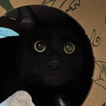 Domestic Short Hair Cats Available for Adoption - Vader | PetCurious