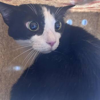 Domestic Short Hair Cats Available for Adoption in Philadelphia, Pennsylvania - Crystal | PetCurious