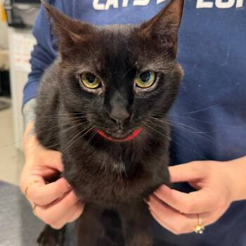 Djinn -  Domestic Short Hair Cat for Adoption in Tampa, Florida - Djinn | PetCurious
