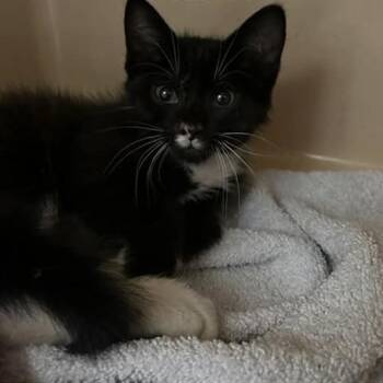 Meo -  Domestic Short Hair Cat for Adoption in Mooresville, North Carolina - Meo | PetCurious