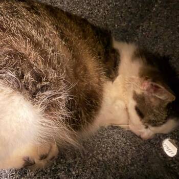Domestic Short Hair Cats Available for Adoption in Pauls Valley, Oklahoma - Crimson Countess | PetCurious
