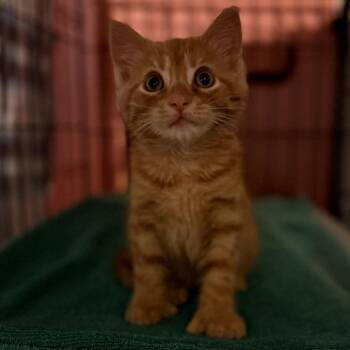 Rudy -  Domestic Medium Hair and Extra Toes Cat Hemingway Polydactyl Cat for Adoption in Granville, Ohio - Rudy | PetCurious