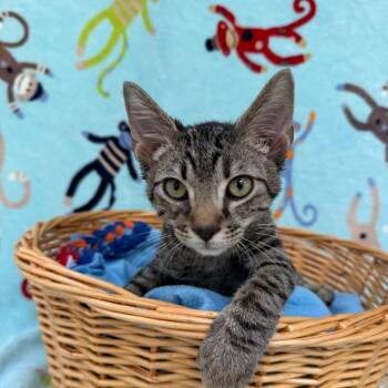Snap Dragon -  Domestic Short Hair Cat for Adoption in Riverwoods, Illinois - Snap Dragon | PetCurious
