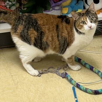 Rescue Domestic Short Hair Cats for Adoption in Cumming, Georgia - Milly | PetCurious