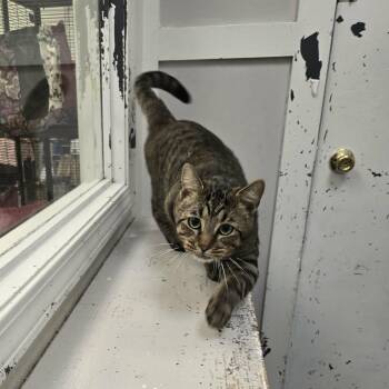 Tigger -  Domestic Short Hair Cat for Adoption in Martinsville, Indiana - Tigger | PetCurious