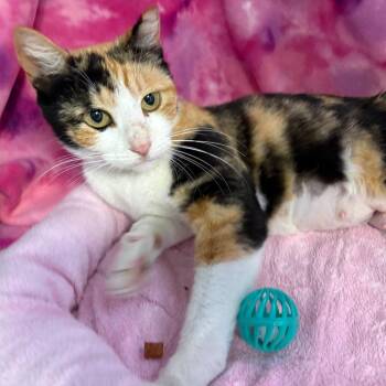 Domestic Short Hair Cats Available for Adoption in Jupiter, Florida - Angie | PetCurious