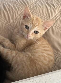 Louis -  Tabby Cat for Adoption in Columbia, South Carolina - Louis | PetCurious