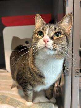 TIANA -  Domestic Short Hair Cat for Adoption in Leesburg, Virginia - TIANA | PetCurious