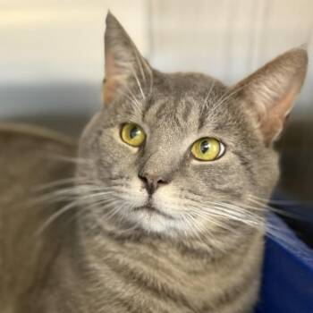 Ted -  Domestic Short Hair Cat for Adoption in Alexandria, Virginia - Ted | PetCurious