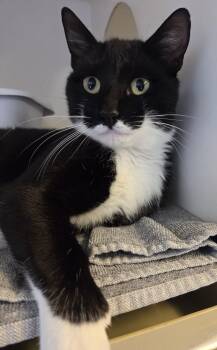 Boots -  Tuxedo Cat for Adoption in Ocean City, New Jersey - Boots | PetCurious